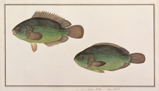 Climbing Perch, from 'Drawings of Fishes from Malacca', c.1805-18 (w/c on paper)