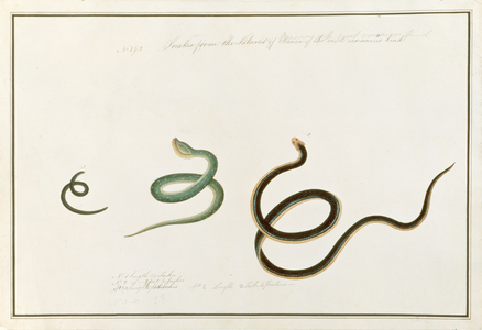 Snakes form the Island of Banca of the most venemous kind, from 'Drawings of Animals, Insects and Reptiles from Malacca', c.1805-18 (w/c and gouache on paper)