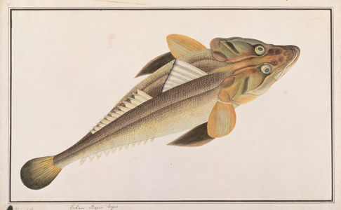 Flathead, from 'Drawings of Fishes from Malacca', c.1805-18 (w/c on paper)