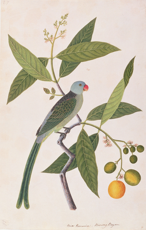 Parakeet, from 'Drawings of Birds from Malacca', c.1805-18 (w/c on paper)
