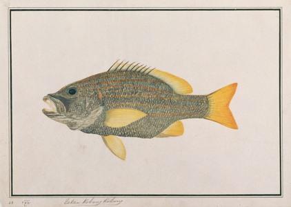 Spanish Flag Snapper, from 'Drawings of Fishes from Malacca', c.1805-18 (w/c on paper)