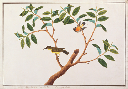 Brown-throated Sunbird and Ruby-cheeked Sunbird, from 'Drawings of Birds from Malacca', c.1805-18 (w/c on paper)