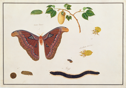 Six Arthropods, from 'Drawings of Animals, Insects and Reptiles from Malacca', c.1805-18 (w/c and gouache on paper)