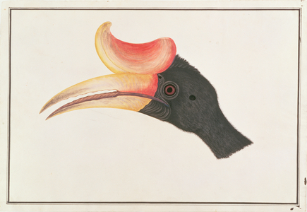 Rhinoceros Hornbill, from 'Drawings of Birds from Malacca', c.1805-18 (w/c on paper)