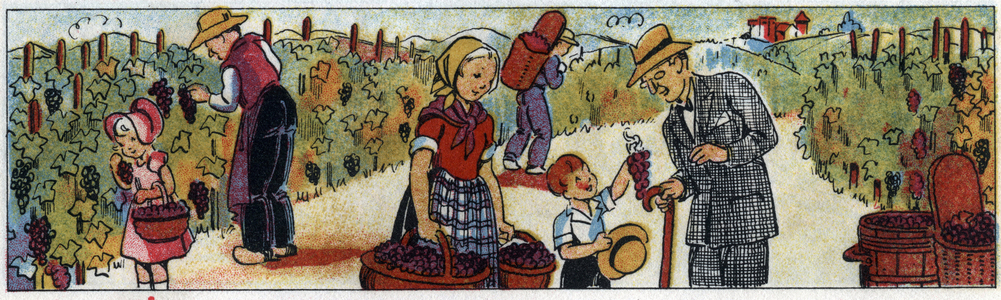Vendanges : les paysans recoltent le raisin dans les vignes. Illustration in ""Methode Boscher"", 1946. Gravure de J. Duche. DR 