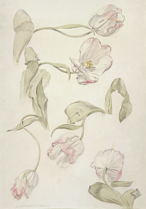 Tulips (watercolour & pencil on paper)