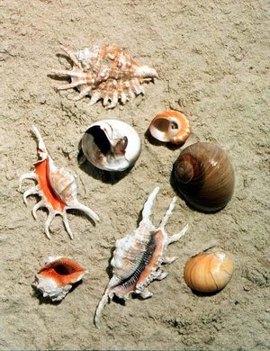 Small Sea Shells