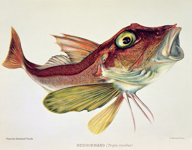 Red Gurnard, from "British Salt Water Fishes", 1904 (print)