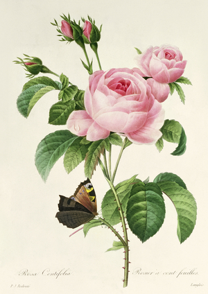 Rosa Centifolia (engraving)