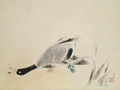 Wild goose calling its mate (w/c on paper)