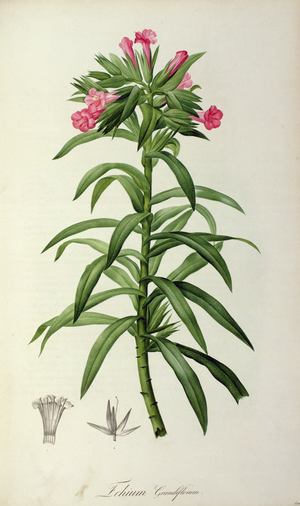 Echium Grandiflorum, from `Le Jardin de Malmaison', 1802 (coloured engraving)