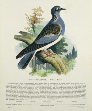 Turtle-Dove (Columba Turur) (colour litho)