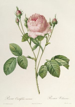Rosa Centifolia Carnea, from'Les Roses', 19th century (coloured engraving)