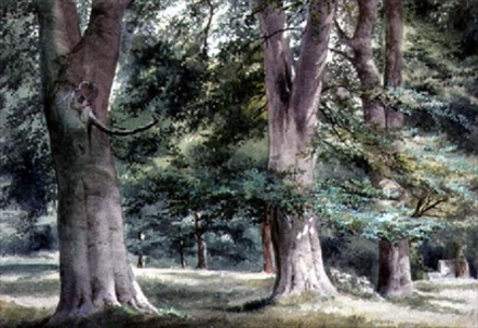Study of Beech Trees