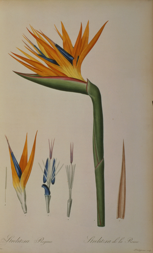 Strelitzia Reginae, from 'Les Strelitziacees' (colour litho)