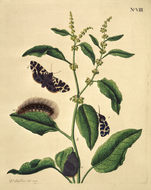 Butterflies, Caterpillars and Plants: Plate VIII by J. Dutfield