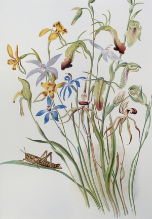 Iris and Blue Speedwell