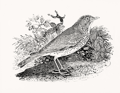 The Throstle Thrush from 'History of British Birds and Quadrupeds' (engraving)