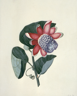 Flower Studies, 18th century (watercolour)