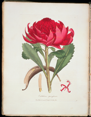 Embothrium: Speciosissimum (Waratah), engraving, hand coloured on paper, after John White by James Sowerby (1757-1822) from "A Specimen of the Botany of New Holland", 1793