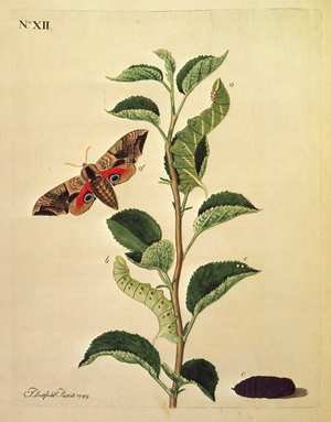 Butterflies, Caterpillars and Plants: Plate XII by J.Dutfield