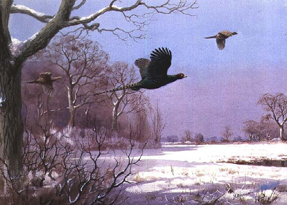 A Melanistic Cock and Hen Pheasants in the Snow