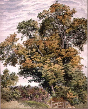 Study of an Oak Tree, 19th century (watercolour)