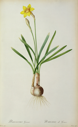 Narcissus Gouani, from `Les Liliacees', 1805 (coloured engraving)