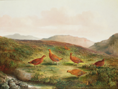 Grouse in a Moorland landscape