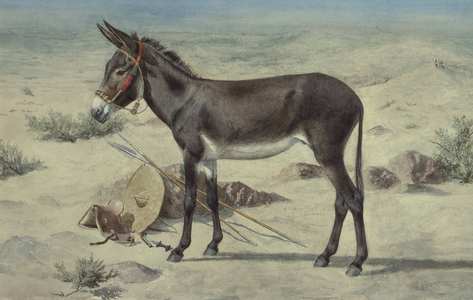 Studies of Animals  (S.Ex.3-1885)