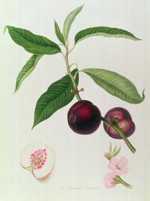Nectarine: Vermask by William Hooker (1779-1832)
