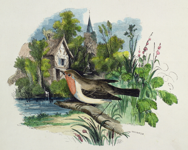 Robin (Sylvia Rebecula)