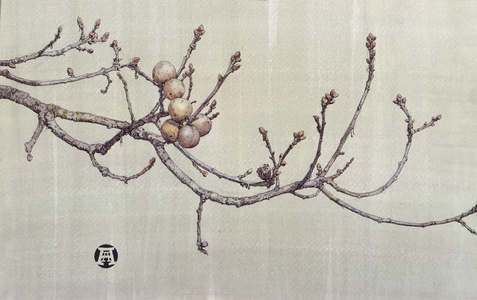 Oak Apples