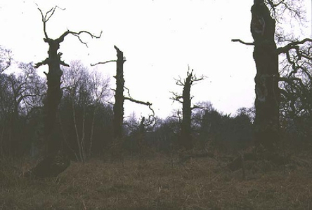 Ancient trees, Sherwood Forest (photo)