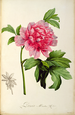 Paeonia Moutan, c.1799 (hand coloured engraving)