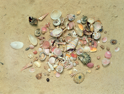 Selection of Small Sea Shells