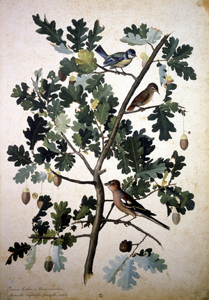 Herbarium : Quercus robur (oak leaf) Parus Caeruleus (blue tit), Motacilla Trogcodytes (Troglodyte in the centre) and Fringilla Coelebs (chaffin) in the bottom of the image