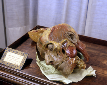 Decomposing head modeled after a real crane in wax