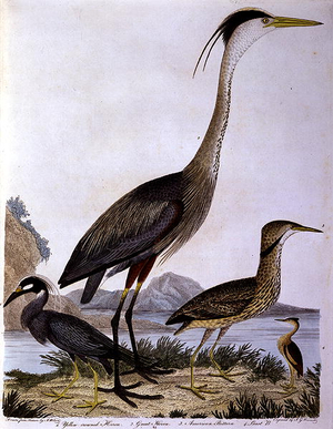 Herons, engraved by I. G. Marnicke (coloured engraving)