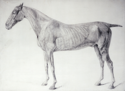 Diagram from 'The Anatomy of the Horse' (engraving)