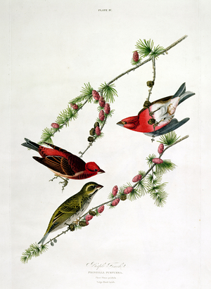 Purple Finch, from 'Birds of America', engraved by William Home (1788-1859) (coloured engraving)