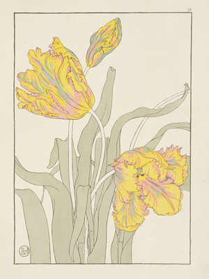 Tulip by J. Foord (fl.1890) plate 16 from 'Decorative Flower Studies' pub. 1901, 1899