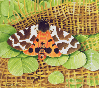 Tiger Moth, 1999 (acrylic on paper)