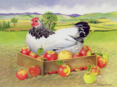 Hen in a Box of Apples, 1990 (acrylic)