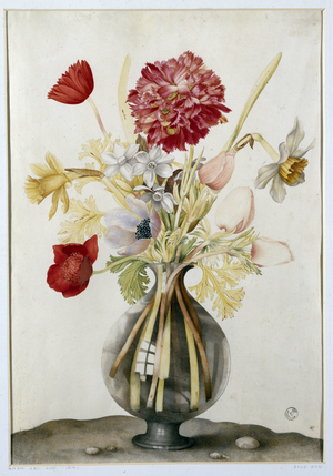 Vase of Flowers with Daffodils, Carnations and Anemones (w/c on parchment)