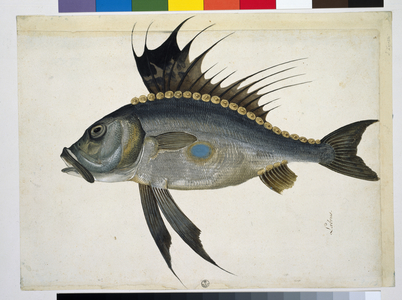 Fish (w/c on paper)