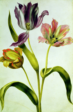 Tulips, c.1675 (gouache on vellum)