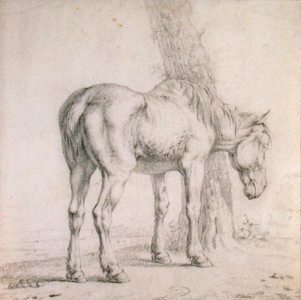 An Old Horse (black chalk on paper)