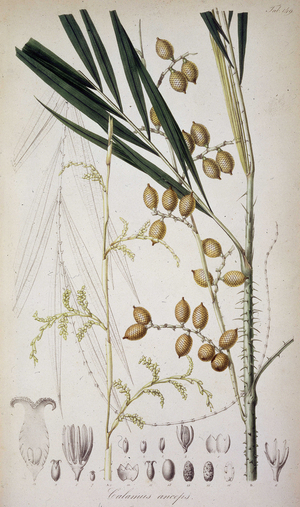 'Calamus anceps', c1835-c1848. Plate 14 from "Rumphia, sive commentationes botanicae, imprimis de plantis Indiae orientalis.....", a work on the plants of Indonesia, by Carl Ludwig Blume. (Leiden 1835-48).