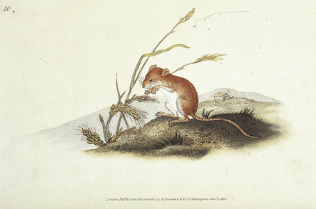 Rat, 1820. A rat sitting on its hind legs, with ears of wheat. Plate X from ""The Natural History of British Quadrupeds"" by Edward Donovan. (London, 1820).